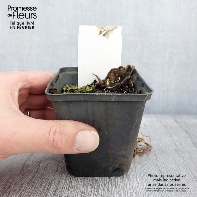 Example of Hosta Austin Dickinson Kweekpotje van 8/9 cm as you get in hiver