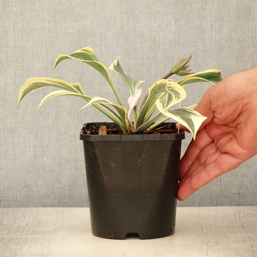 Exemplaar van Hosta Autumn Frost - Hartlelie Pot van 1,5 l/2 l zoals geleverd in de zomer