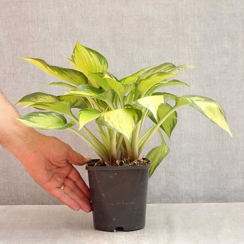 Exemplaar van Hosta Ayesha - Hartlelie Pot van 1,5 l/2 l zoals geleverd in de zomer