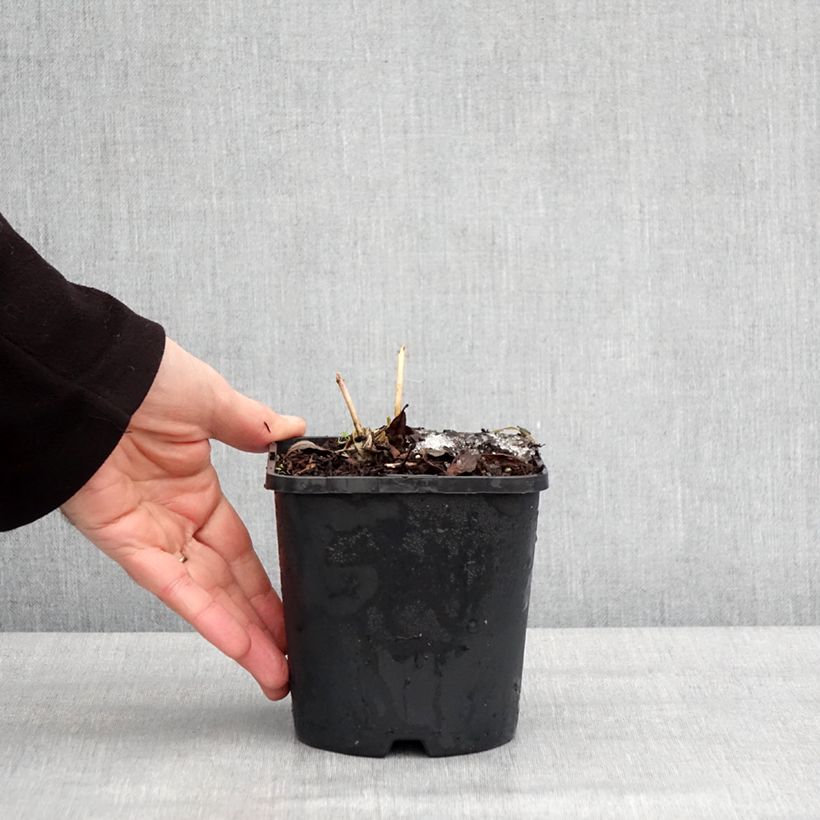 Example of Hosta Ayesha Pot van 1,5 l/2 l as you get in hiver