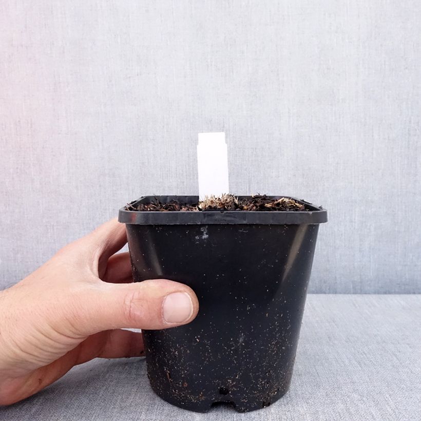 Exemplaar van Hosta Ayesha - Hartlelie Pot van 1,5 l/2 l zoals geleverd in de lente