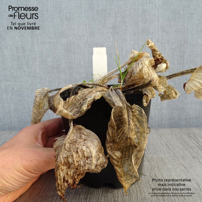 Exemplaar van Hosta Big Mama - Hartlelie Pot van 1,5 l/2 l zoals geleverd in de herfst