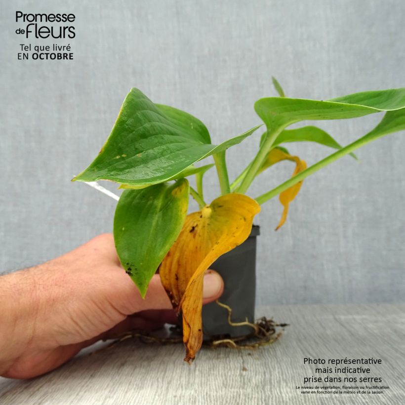Exemplaar van Hosta Blue Angel - Hartlelie Kweekpotje van 8/9 cm zoals geleverd in de herfst