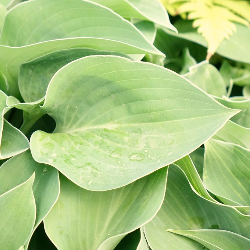 Hosta Blue Cadet - Hartlelie (Blad)