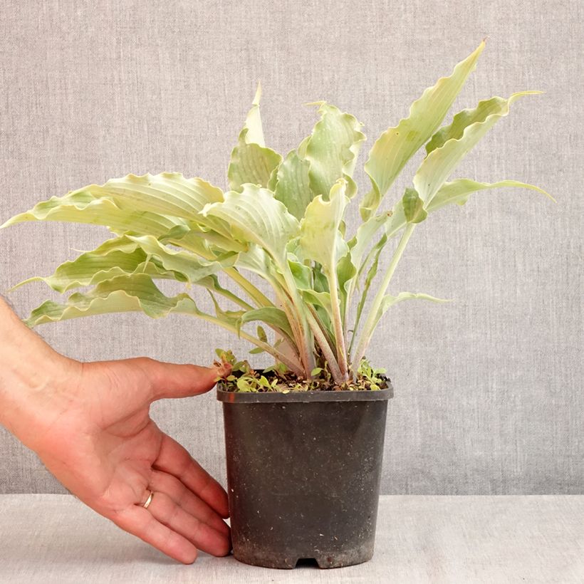 Exemplaar van Hosta Blue Cascade - Hartlelie Pot van 1,5 l/2 l zoals geleverd in de zomer