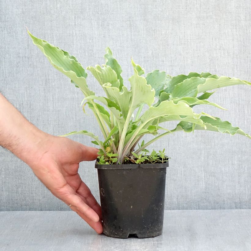 Exemplaar van Hosta Blue Cascade - Hartlelie Pot van 1,5 l/2 l zoals geleverd in de lente