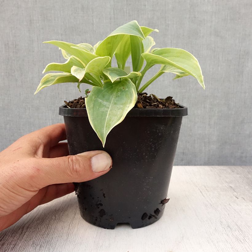 Exemplaar van Hosta Blue Flame - Hartlelie Pot van 1,5 l/2 l zoals geleverd in de zomer