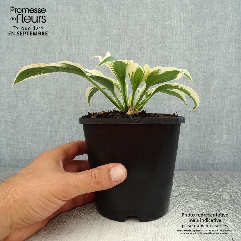 Exemplaar van Hosta Blue Ivory - Hartlelie Pot van 1,5 l/2 l zoals geleverd in de zomer