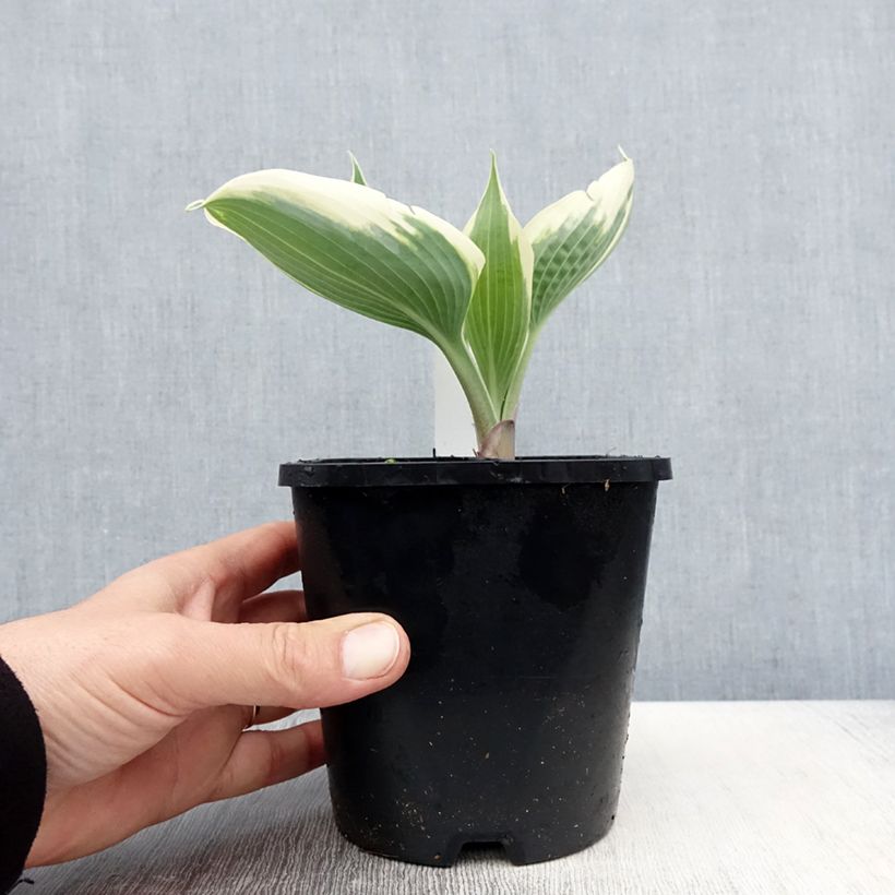 Exemplaar van Hosta Blue Ivory - Hartlelie Pot van 1,5 l/2 l zoals geleverd in de lente