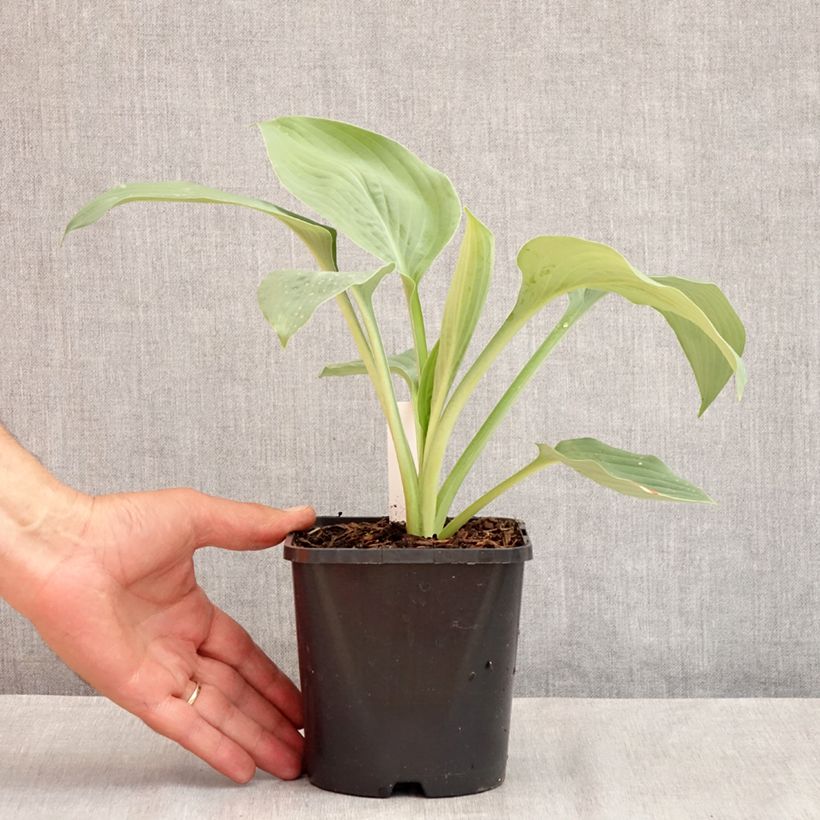 Exemplaar van Hosta Blue Mammoth - Hartlelie Pot van 1,5 l/2 l zoals geleverd in de zomer