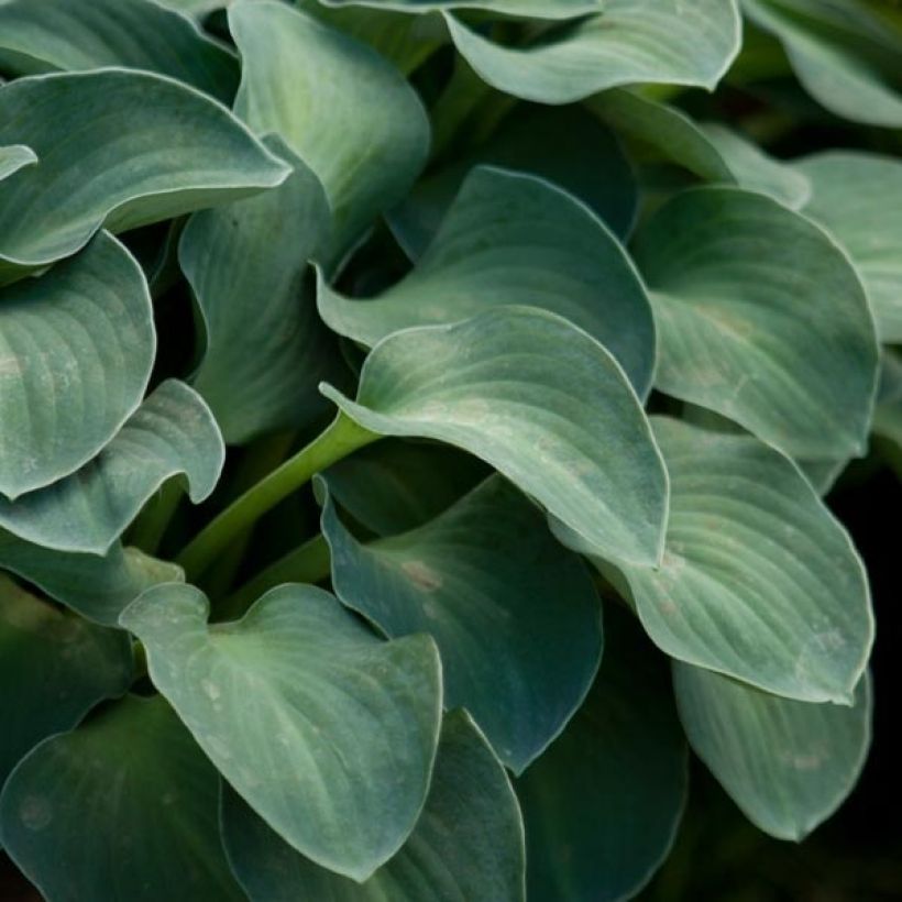 Hosta Blue Mouse Ears - Hartlelie (Blad)