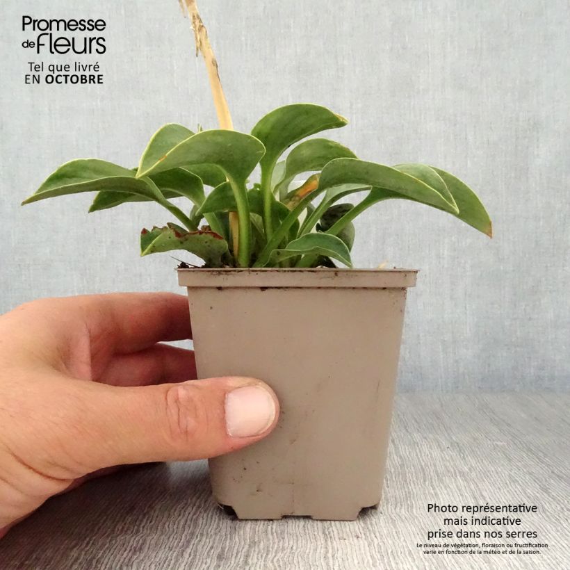Exemplaar van Hosta Blue Mouse Ears - Hartlelie Kweekpotje van 8/9 cm zoals geleverd in de herfst