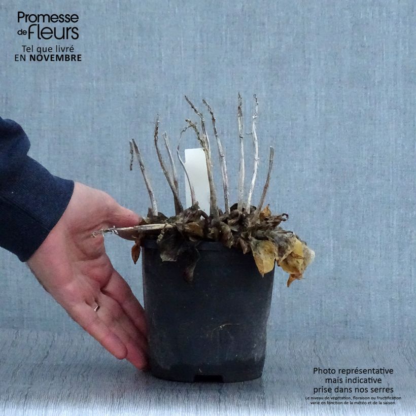 Exemplaar van Hosta Blue Mouse Ears - Hartlelie Pot van 1,5 l/2 l zoals geleverd in de herfst