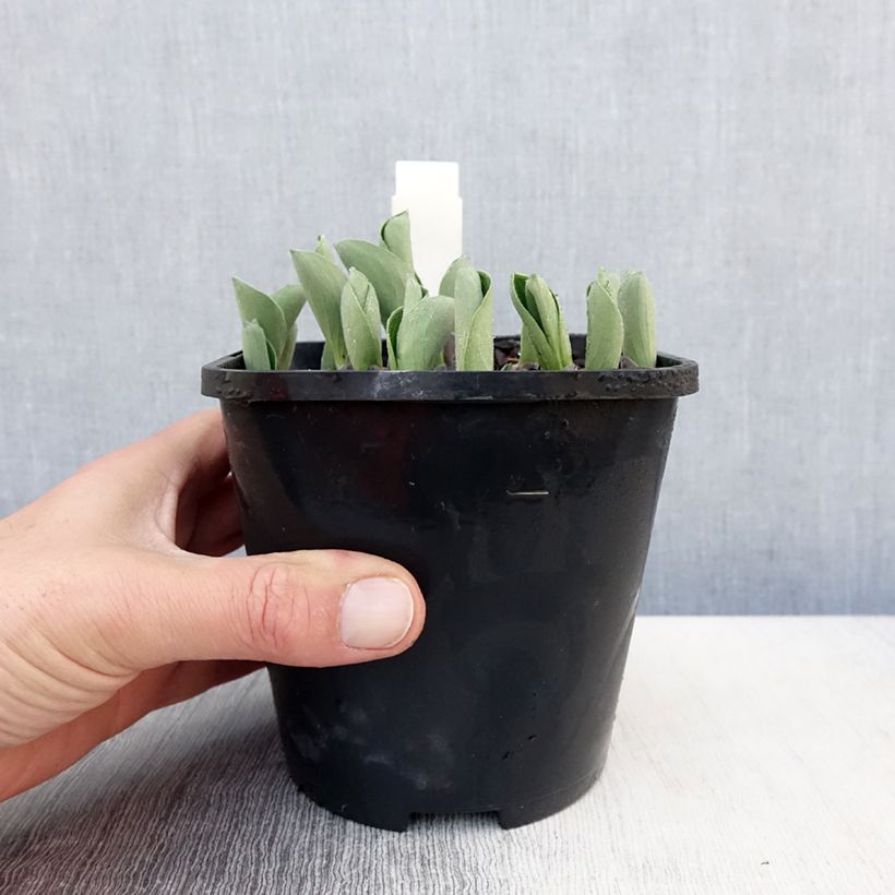 Exemplaar van Hosta Blue Mouse Ears - Hartlelie Pot van 1,5 l/2 l zoals geleverd in de lente