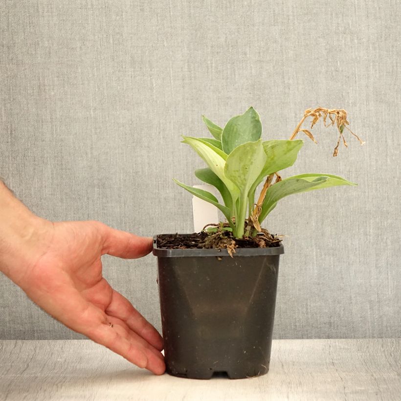 Exemplaar van Hosta Blue Vision - Hartlelie Pot van 1,5 l/2 l zoals geleverd in de zomer