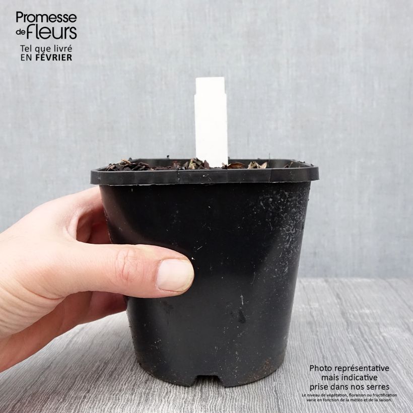 Example of Hosta Blue Vision - Hartlelie Pot van 1,5 l/2 l as you get in hiver