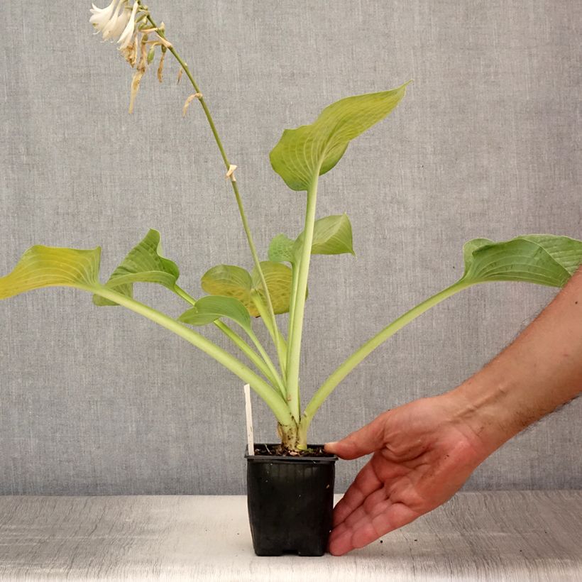 Exemplaar van Hosta Bressingham Blue - Hartlelie Kweekpotje van 8/9 cm zoals geleverd in de zomer