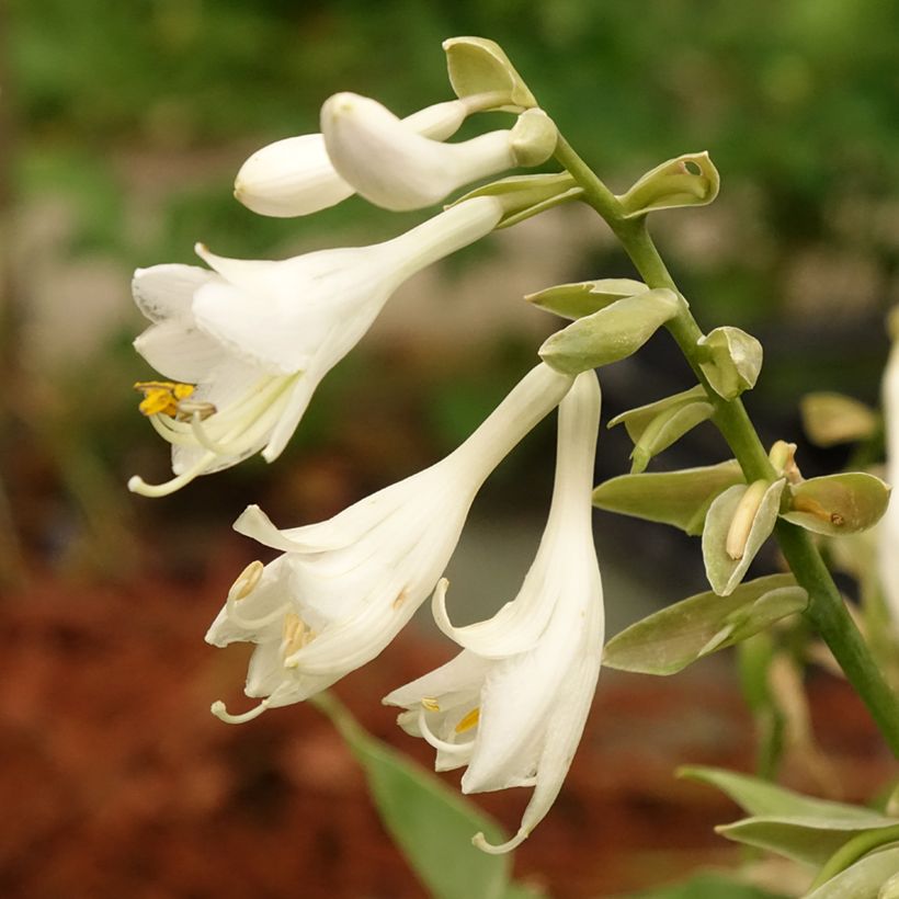 Hosta Bressingham Blue - Hartlelie (Bloei)