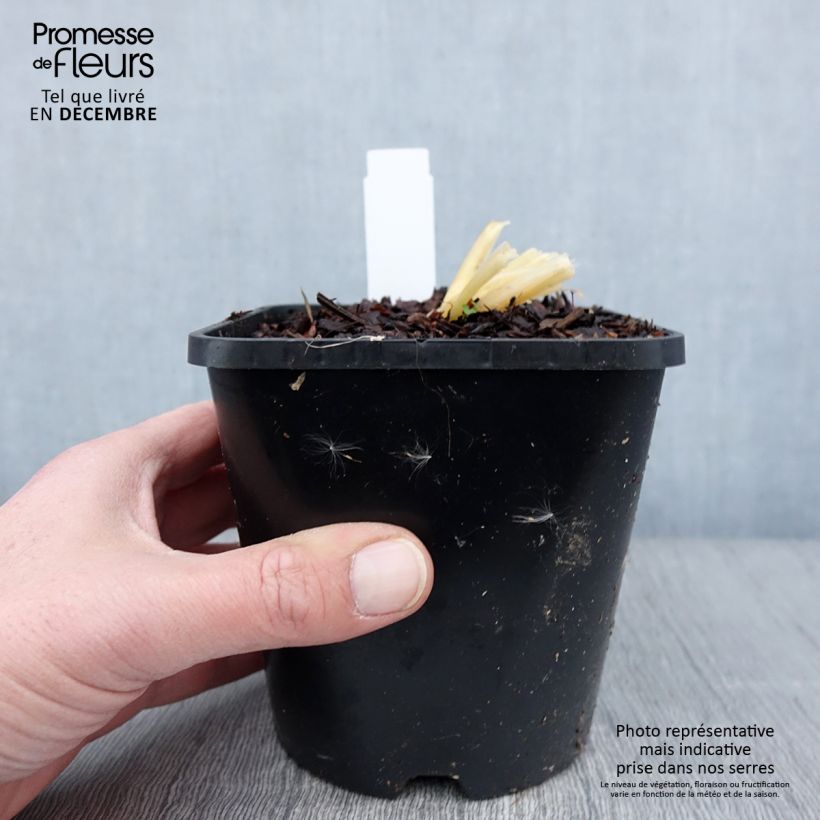 Exemplaar van Hosta Bridal Falls - Hartlelie Pot van 1,5 l/2 l zoals geleverd in de herfst