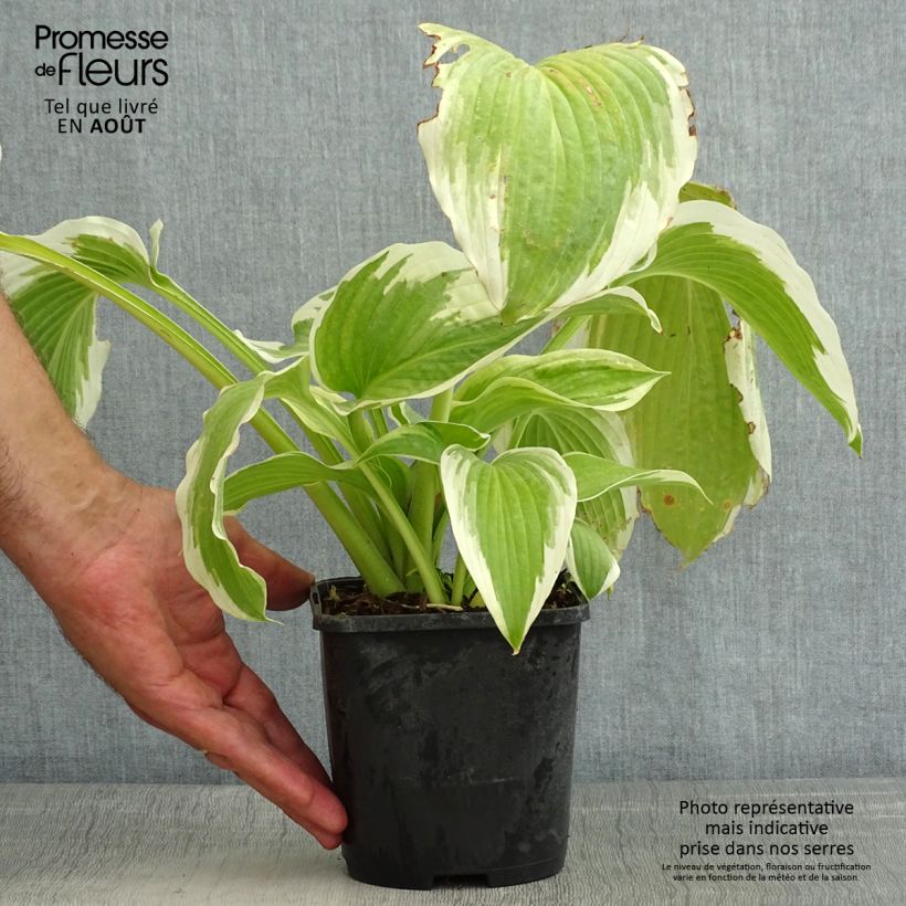 Exemplaar van Hosta Bridal Falls - Hartlelie Pot van 1,5 l/2 l zoals geleverd in de zomer