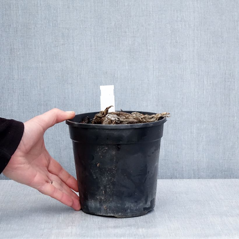 Example of Hosta Bridal Falls Pot van 1,5 l/2 l as you get in hiver