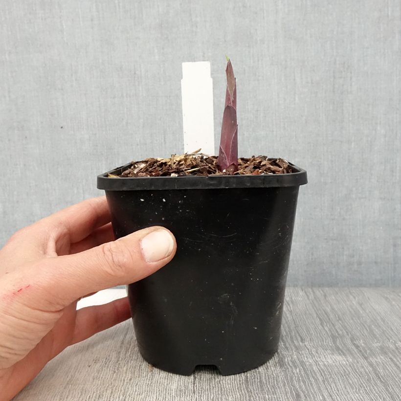 Exemplaar van Hosta Bridal Falls - Hartlelie Pot van 1,5 l/2 l zoals geleverd in de lente