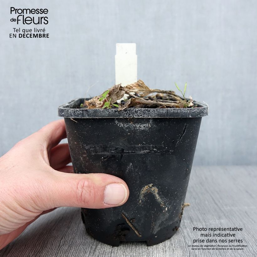 Exemplaar van Hosta Broad Street - Hartlelie Pot van 1,5 l/2 l zoals geleverd in de herfst