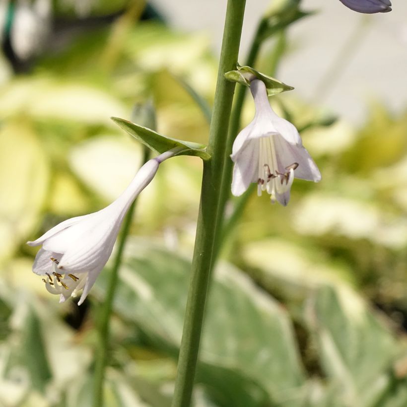 Hosta Broadway - Hartlelie (Bloei)