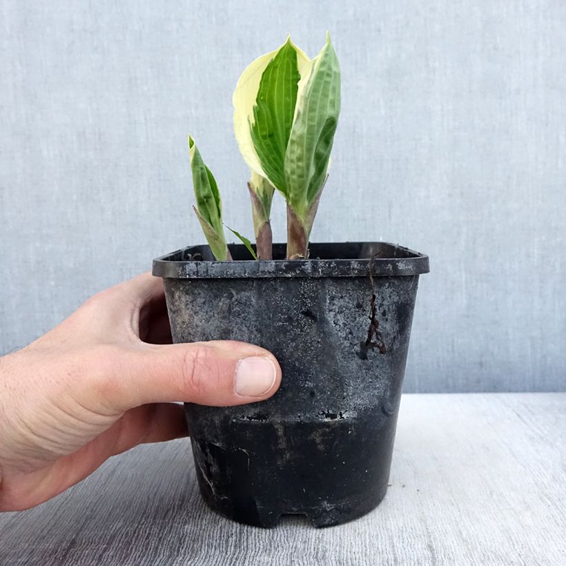 Exemplaar van Hosta Captain's Adventure - Hartlelie Pot van 1,5 l/2 l zoals geleverd in de lente