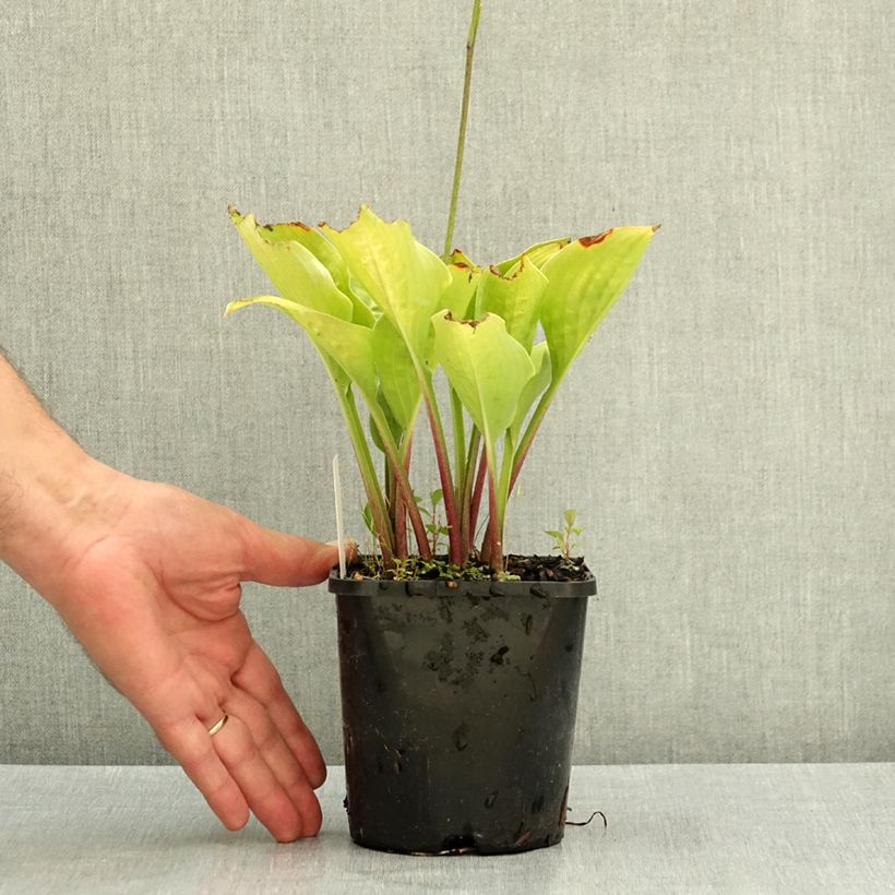 Exemplaar van Hosta Celtic Uplands Pot van 1,5 l/2 l zoals geleverd in de zomer