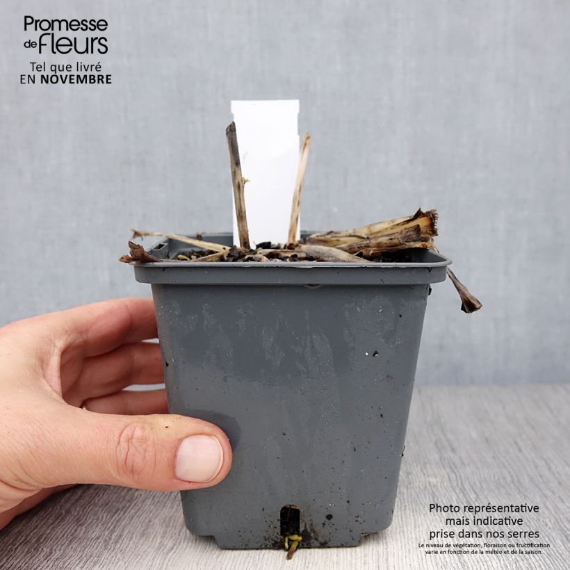 Exemplaar van Hosta Center Of Attention - Hartlelie Pot van 1 l/1,5 l zoals geleverd in de herfst