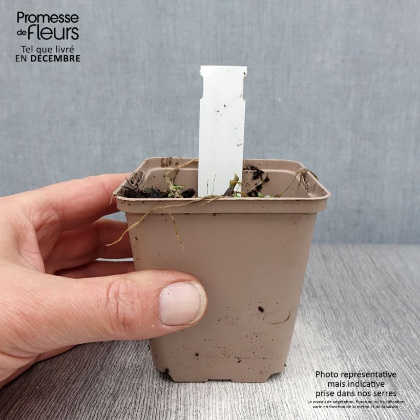 Example of Hosta Cherry Berry Kweekpotje van 8/9 cm as you get in hiver