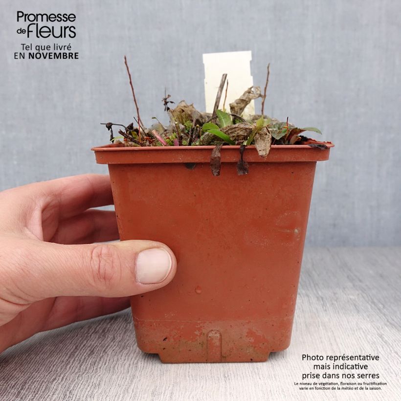 Exemplaar van Hosta Christmas Tree - Hartlelie Pot van 1 l/1,5 l zoals geleverd in de herfst