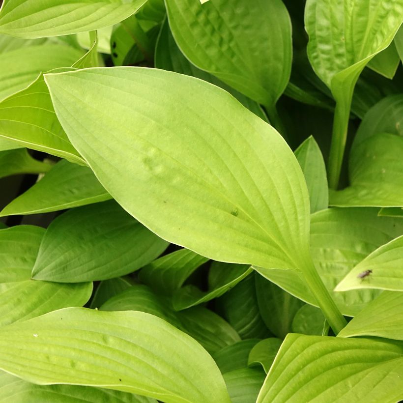 Hosta clausa var. normalis - Hartlelie (Blad)