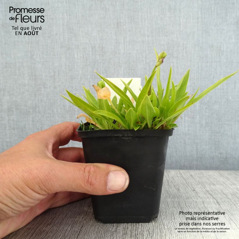Exemplaar van Hosta clausa var. normalis - Hartlelie Kweekpotje van 8/9 cm zoals geleverd in de zomer