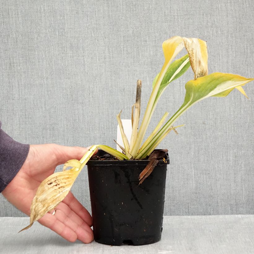 Exemplaar van Hosta Clifford's Stingray - Hartlelie Pot van 1,5 l/2 l zoals geleverd in de herfst
