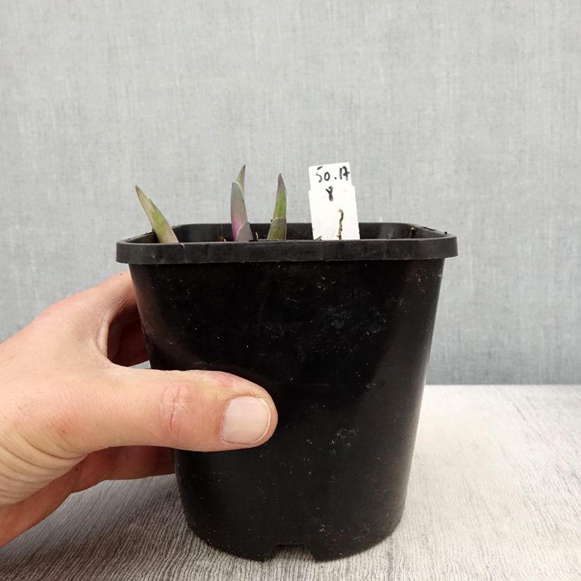 Exemplaar van Hosta Clifford's Stingray - Hartlelie Pot van 1,5 l/2 l zoals geleverd in de lente