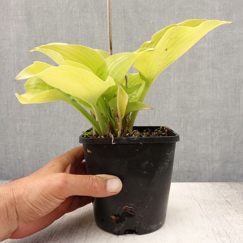 Exemplaar van Hosta Coast to Coast - Hartlelie Pot van 1,5 l/2 l zoals geleverd in de zomer