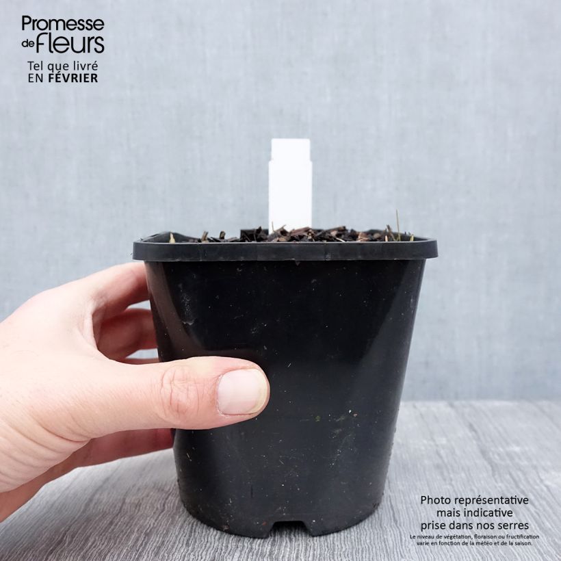 Example of Hosta Coast to Coast  Pot van 1,5 l/2 l as you get in hiver