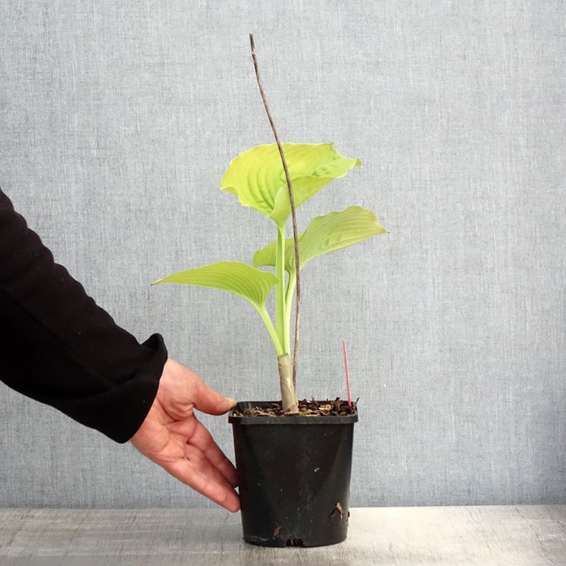 Exemplaar van Hosta Coast to Coast - Hartlelie Pot van 1,5 l/2 l zoals geleverd in de lente