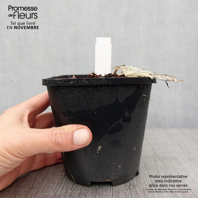 Exemplaar van Hosta Color Festival - Hartlelie Pot van 1,5 l/2 l zoals geleverd in de herfst