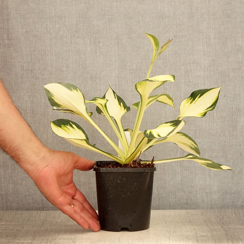 Exemplaar van Hosta Color Festival - Hartlelie Pot van 1,5 l/2 l zoals geleverd in de zomer