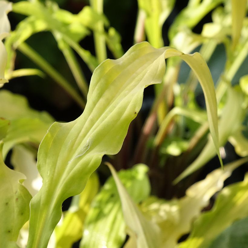 Hosta Curly Fries - Hartlelie (Blad)