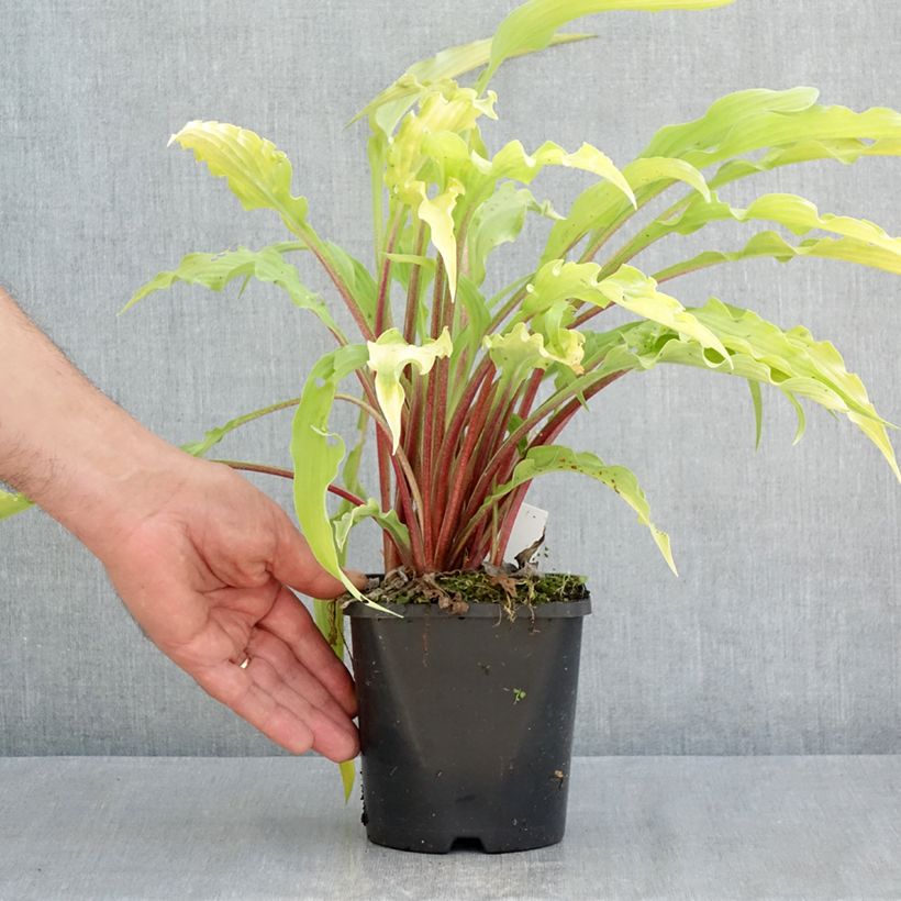 Exemplaar van Hosta Curly Fries - Hartlelie Pot van 1,5 l/2 l zoals geleverd in de lente