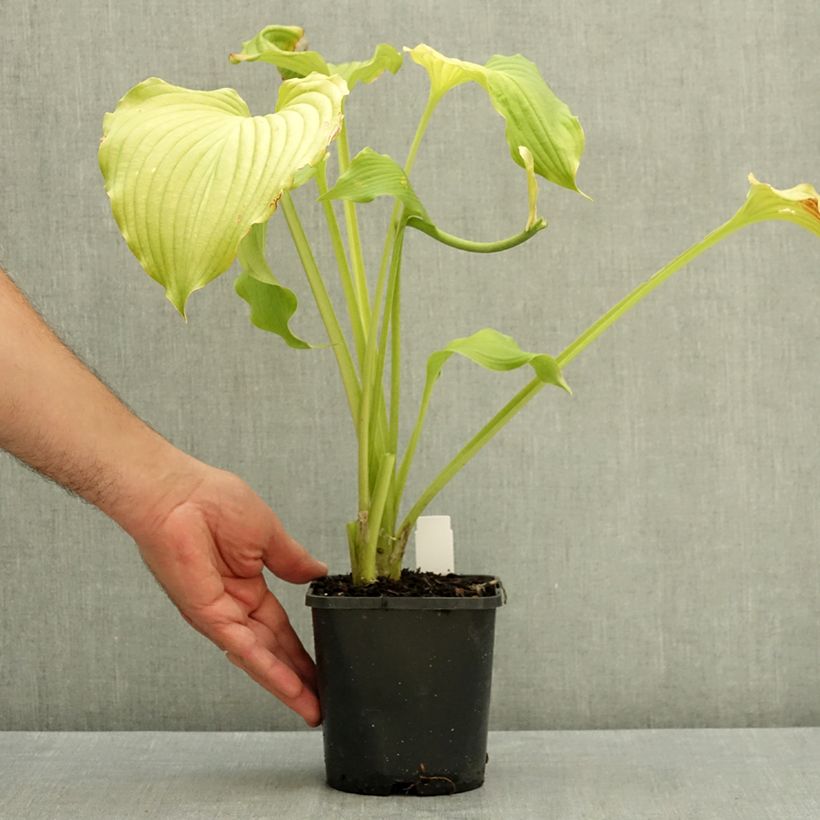Exemplaar van Hosta Dancing Queen Pot van 1,5 l/2 l zoals geleverd in de zomer