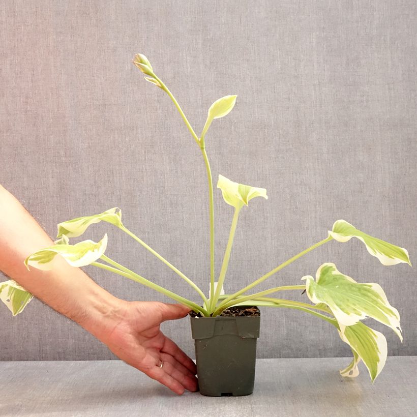 Exemplaar van Hosta Delta Dawn - Hartlelie Kweekpotje van 8/9 cm zoals geleverd in de zomer