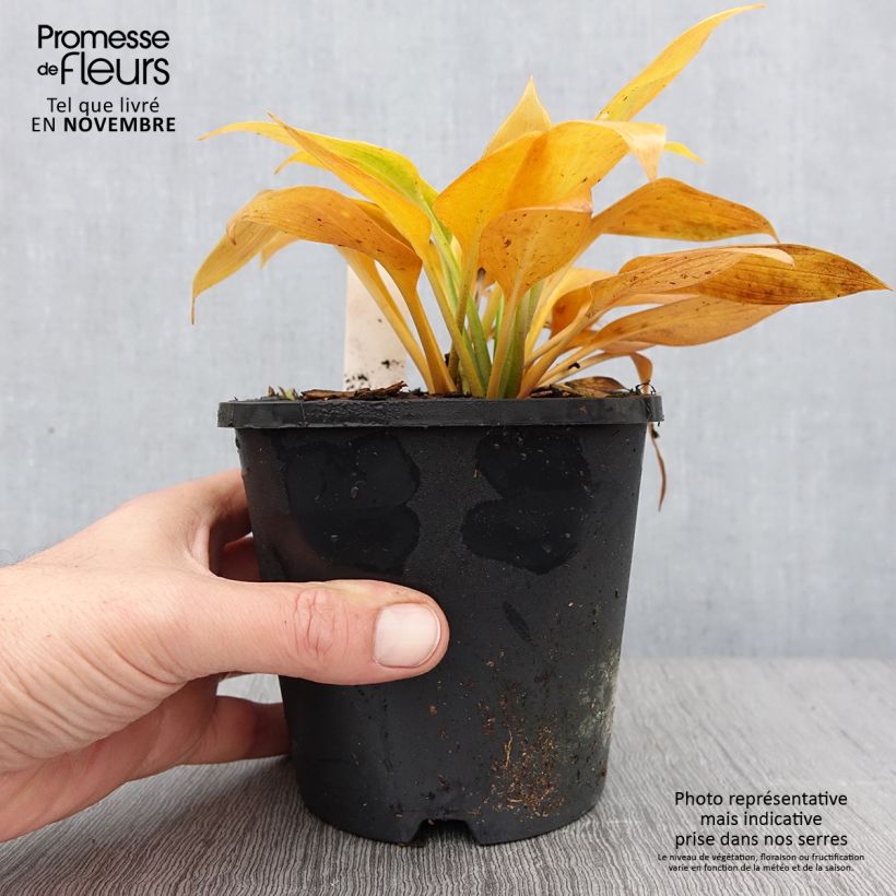 Exemplaar van Hosta Devon Green - Hartlelie Pot van 1,5 l/2 l zoals geleverd in de herfst