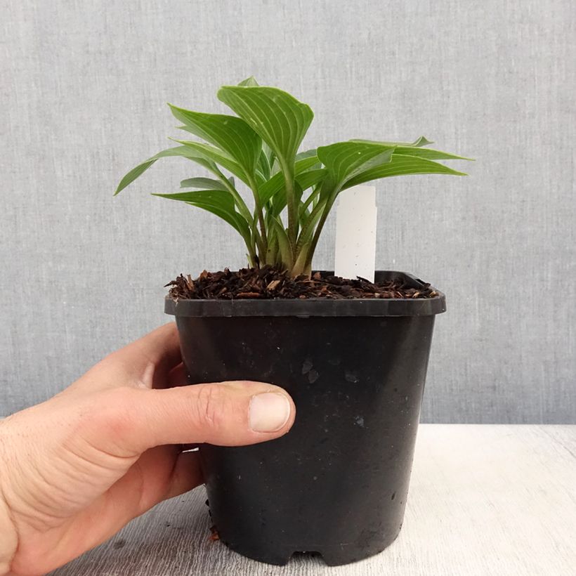 Exemplaar van Hosta Devon Green - Hartlelie Pot van 1,5 l/2 l zoals geleverd in de lente