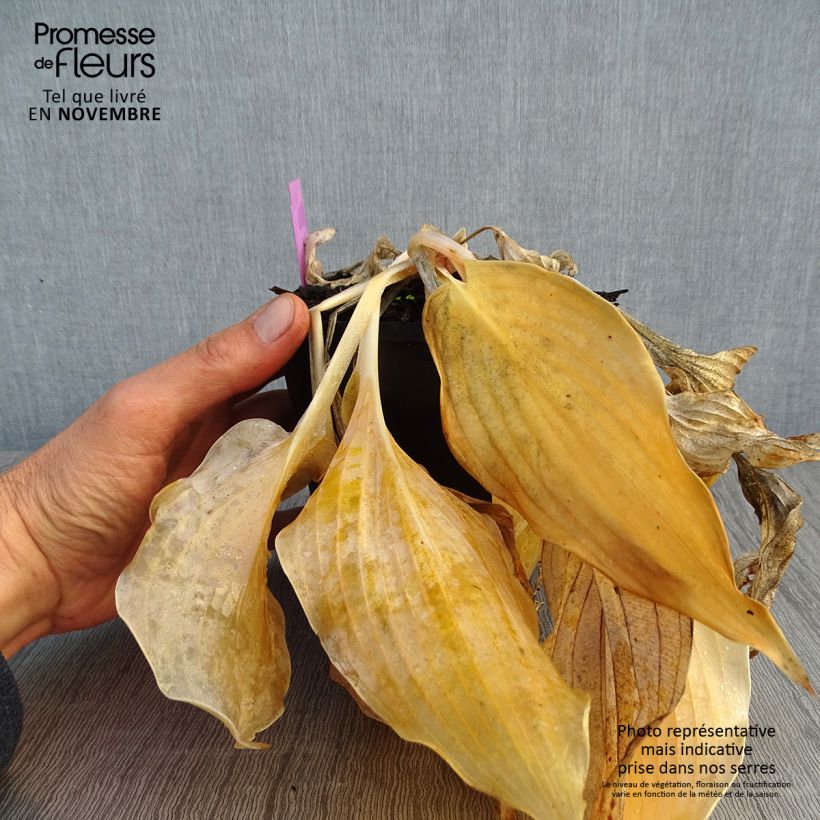 Exemplaar van Hosta Diamond Lake - Hartlelie Pot van 1,5 l/2 l zoals geleverd in de herfst