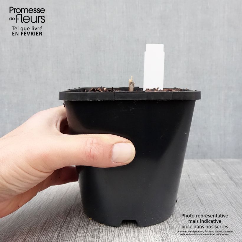 Example of Hosta Diamond Lake Pot van 1,5 l/2 l as you get in hiver